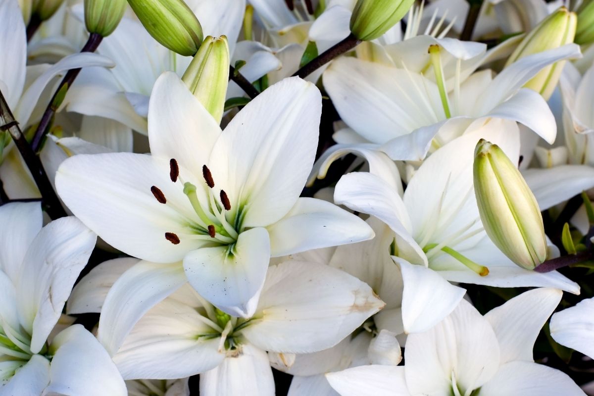 Lily Plants That Start With l