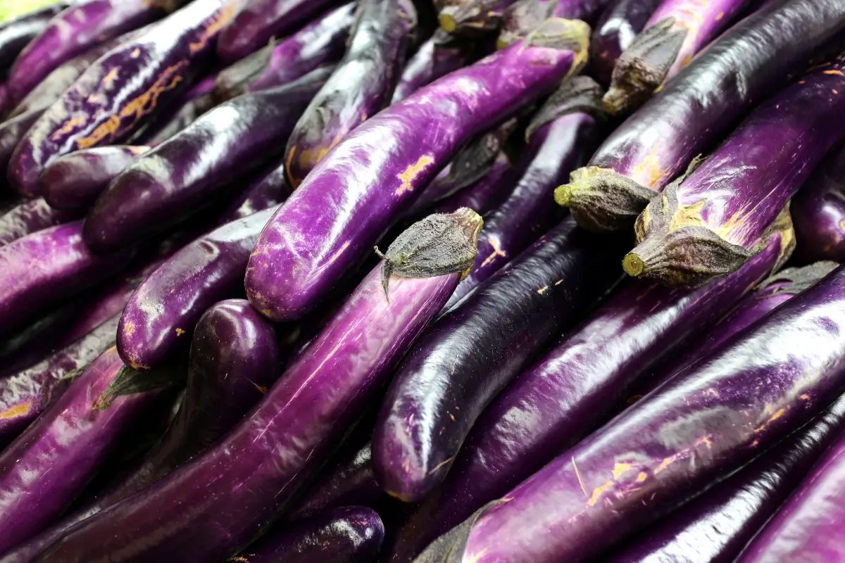 Long Necked Eggplant