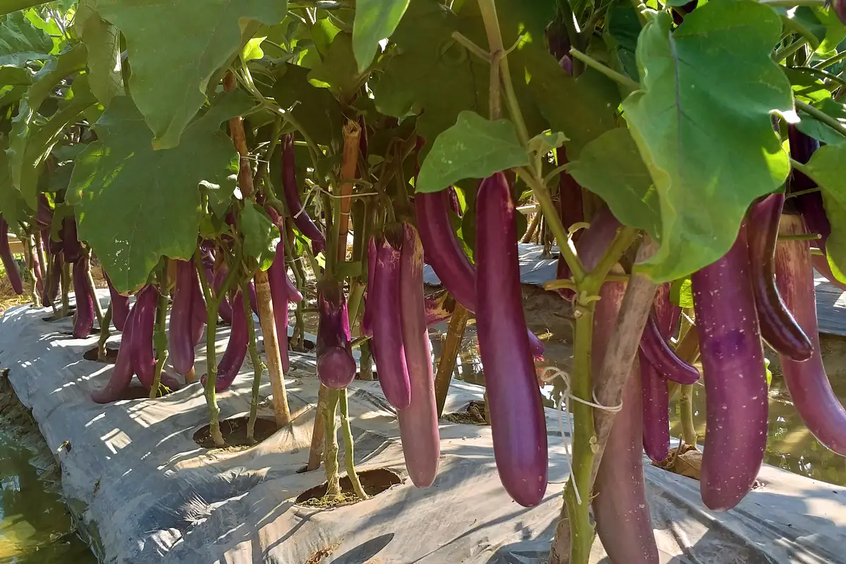 Long-Type Eggplants