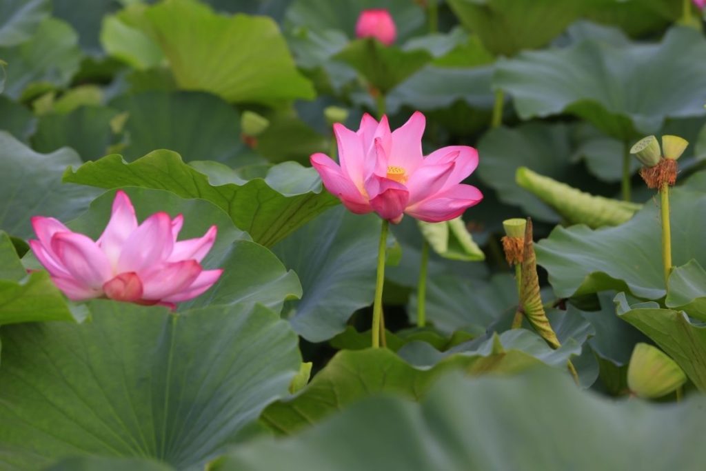 Lotus (N. Nucifera, N. Lutea, And Hybrids) 