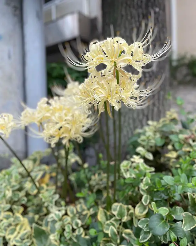 Lycoris Albiflora type of naked ladies flowers