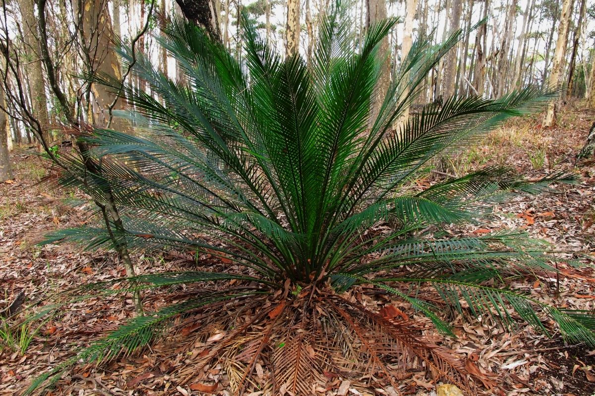 Australian Plants-Macrozamia