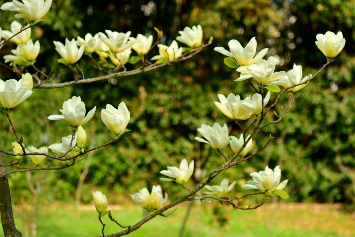 Magnolia Acuminata