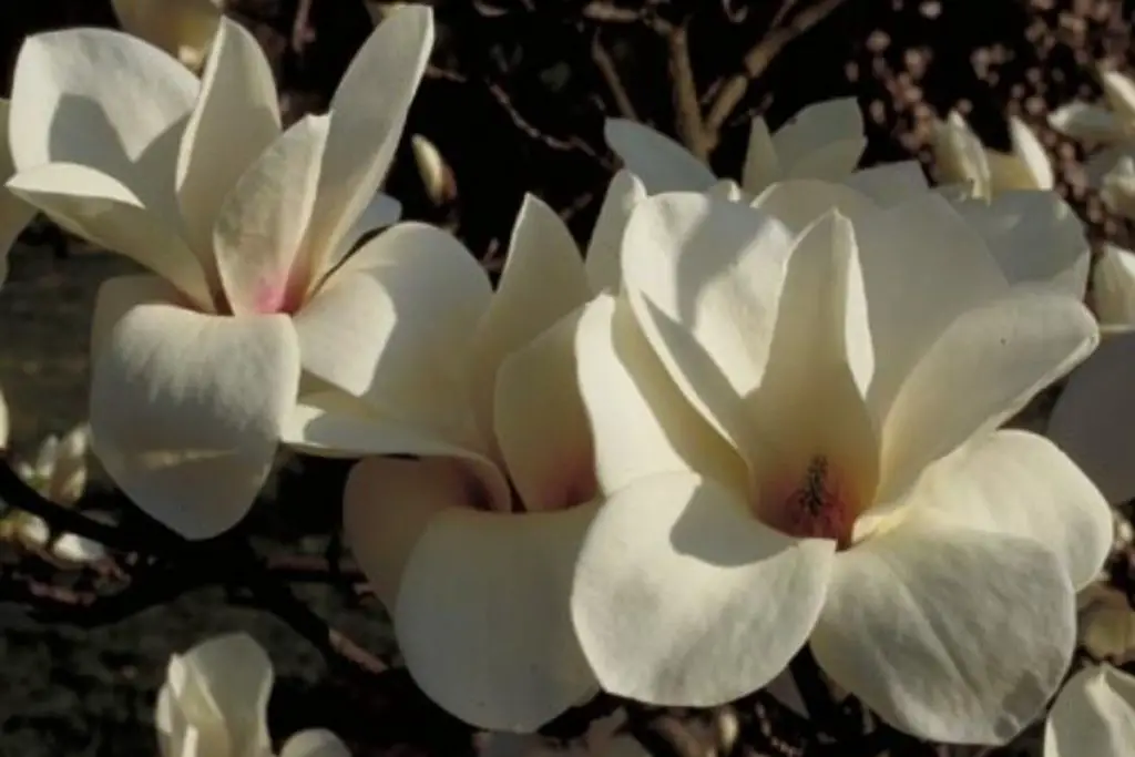 Magnolia Binette