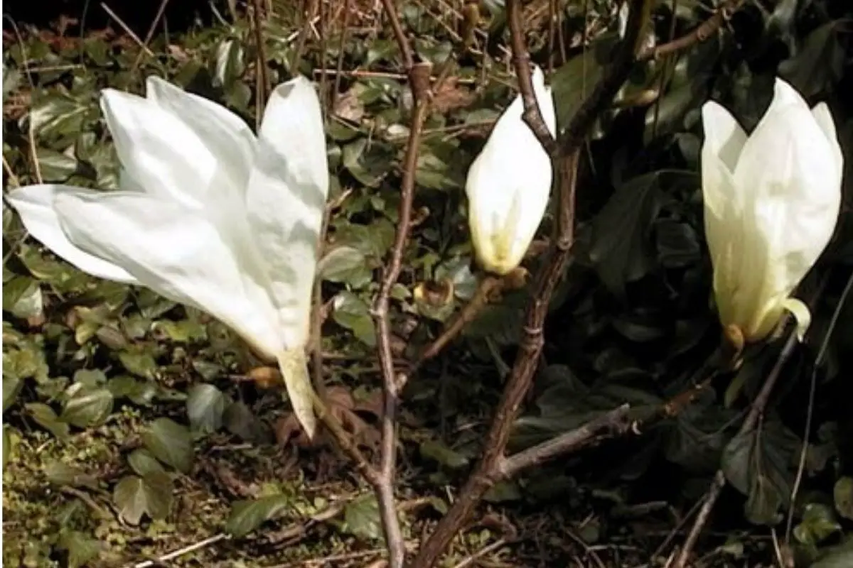 Magnolia Concolor