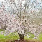 8 Magnificent Magnolia Trees (With Pictures)