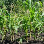 7 Different Types Of Maize Plants (Including Photos)