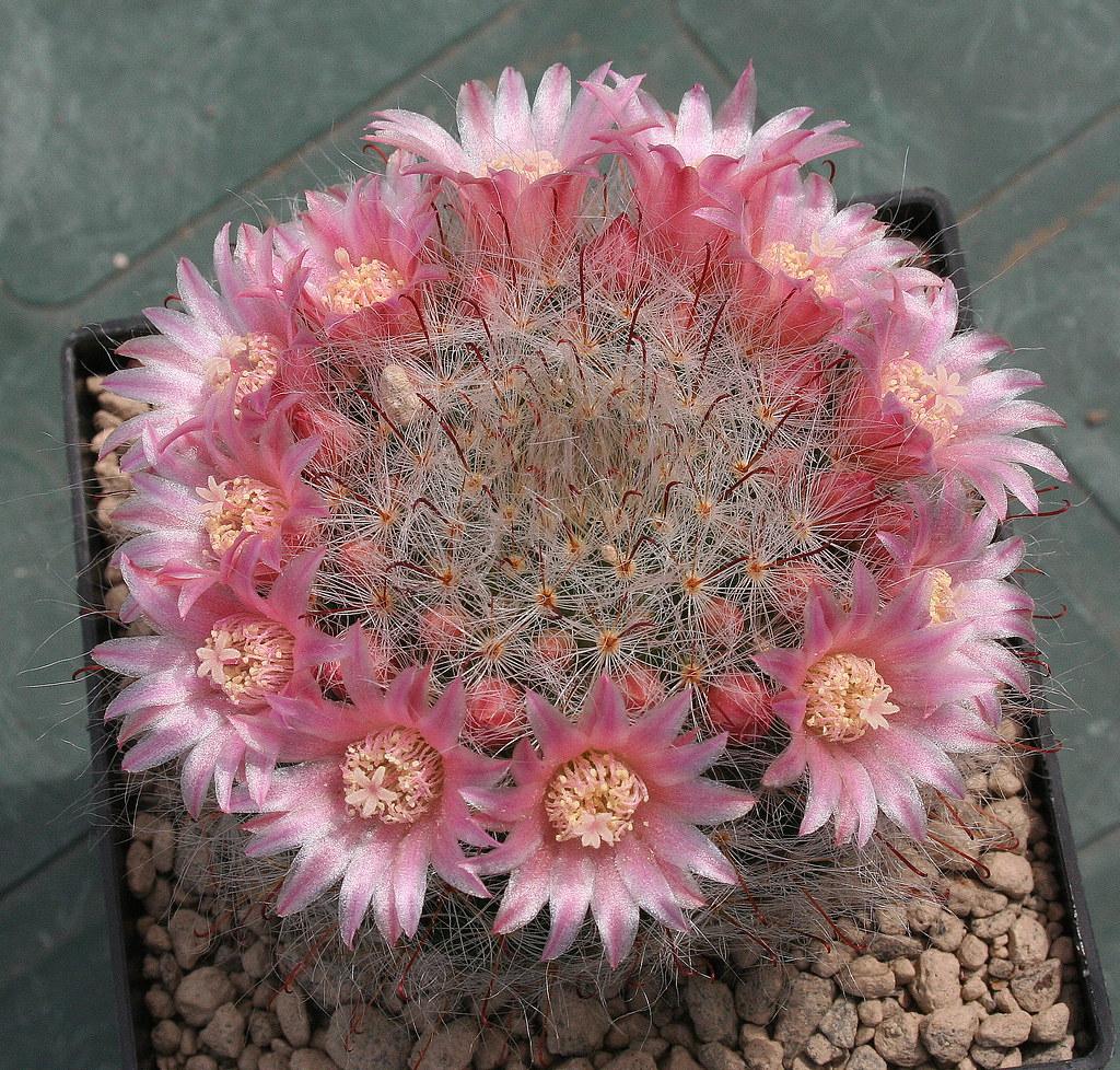 Mammillaria bocasana pink cactus