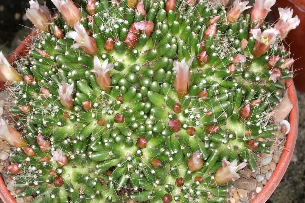 Mammillaria crinita pink cactus