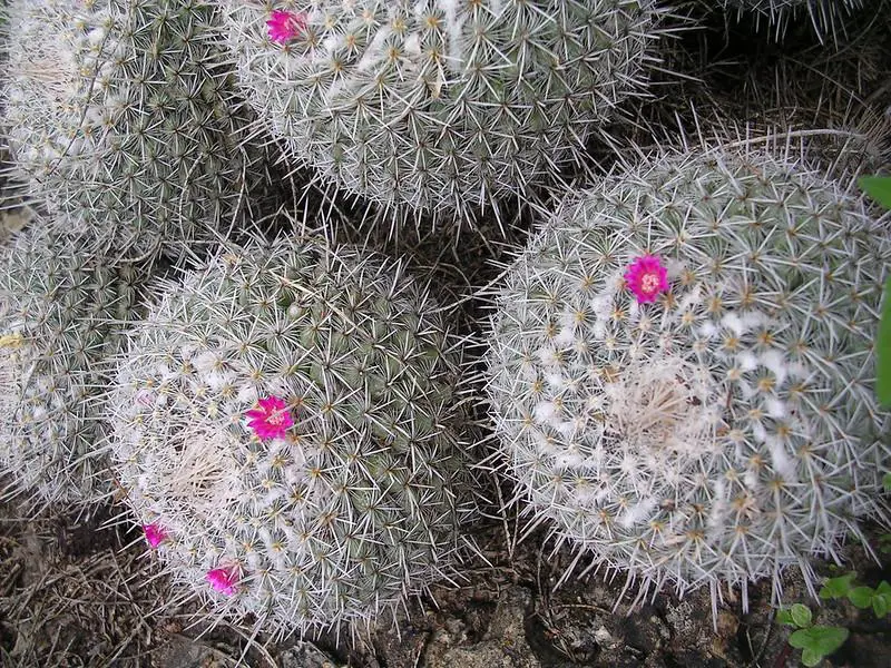 Mammillaria geminispina pink cactus