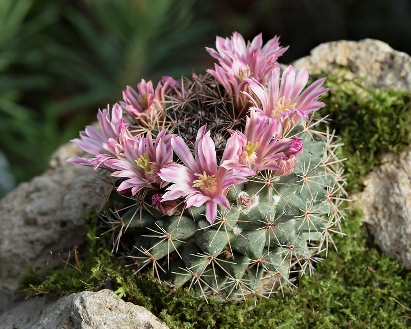 Mammillaria heyderi pink cactus