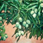 23 Different Types Of Mango Trees (With Pictures)