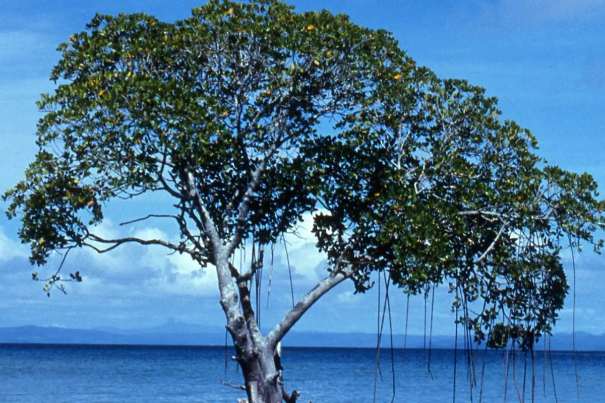 Mangrove Tree (Rhizophora Genus)