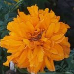 26 Types Of Marigold Plants (Including Photos & Facts)
