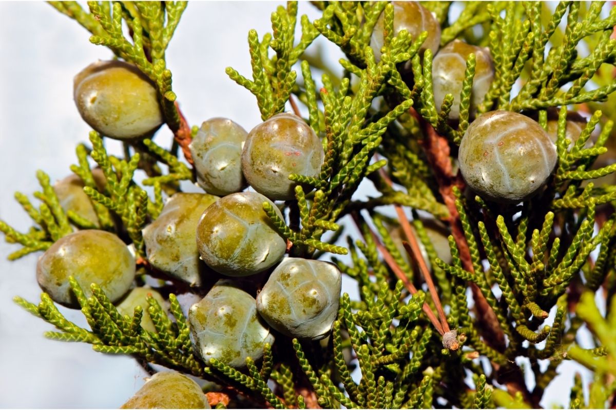 Mediterranean Cypress (Cupressus Sempervirens) 