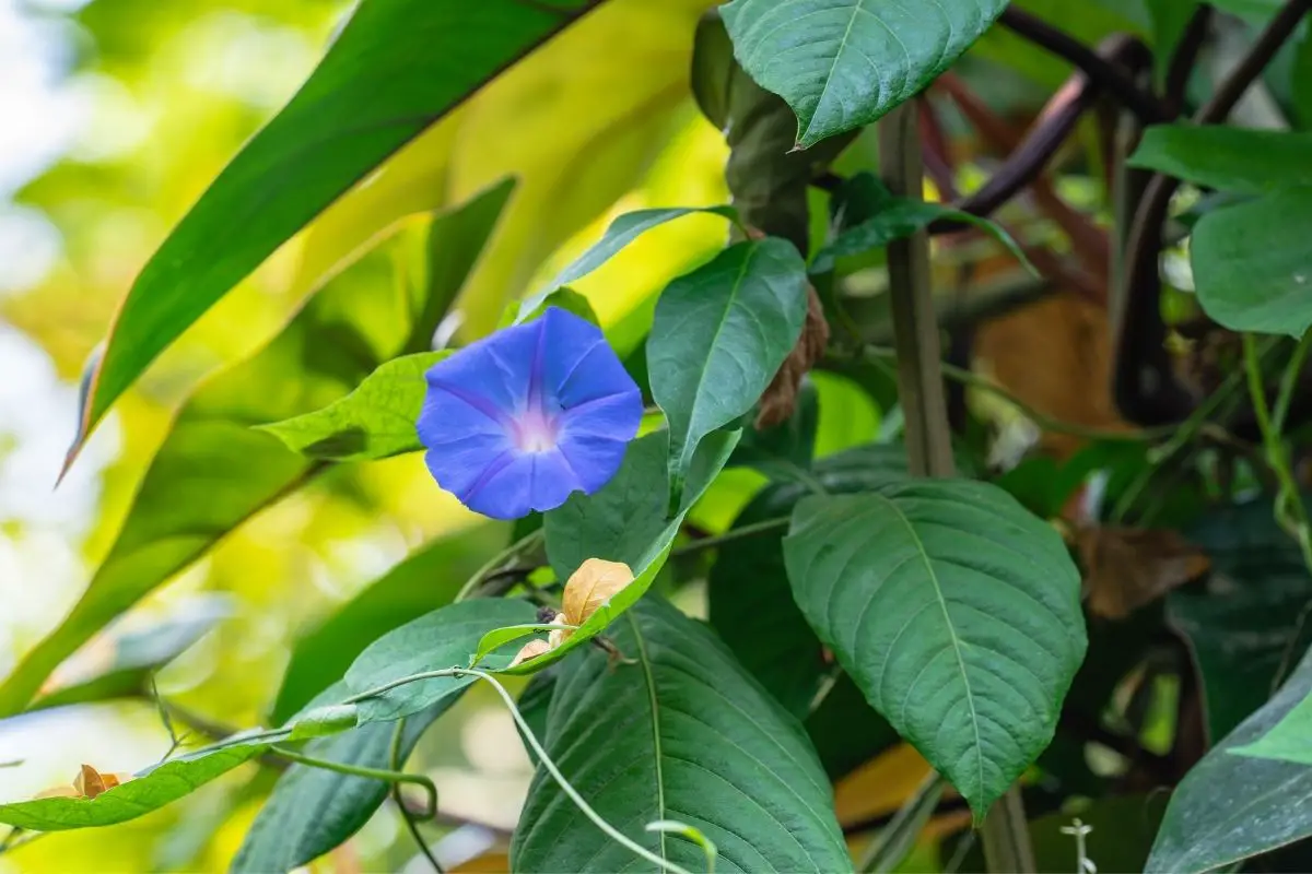 Mexican Morning Glory (Ipomoea Hederacea) mexican plants