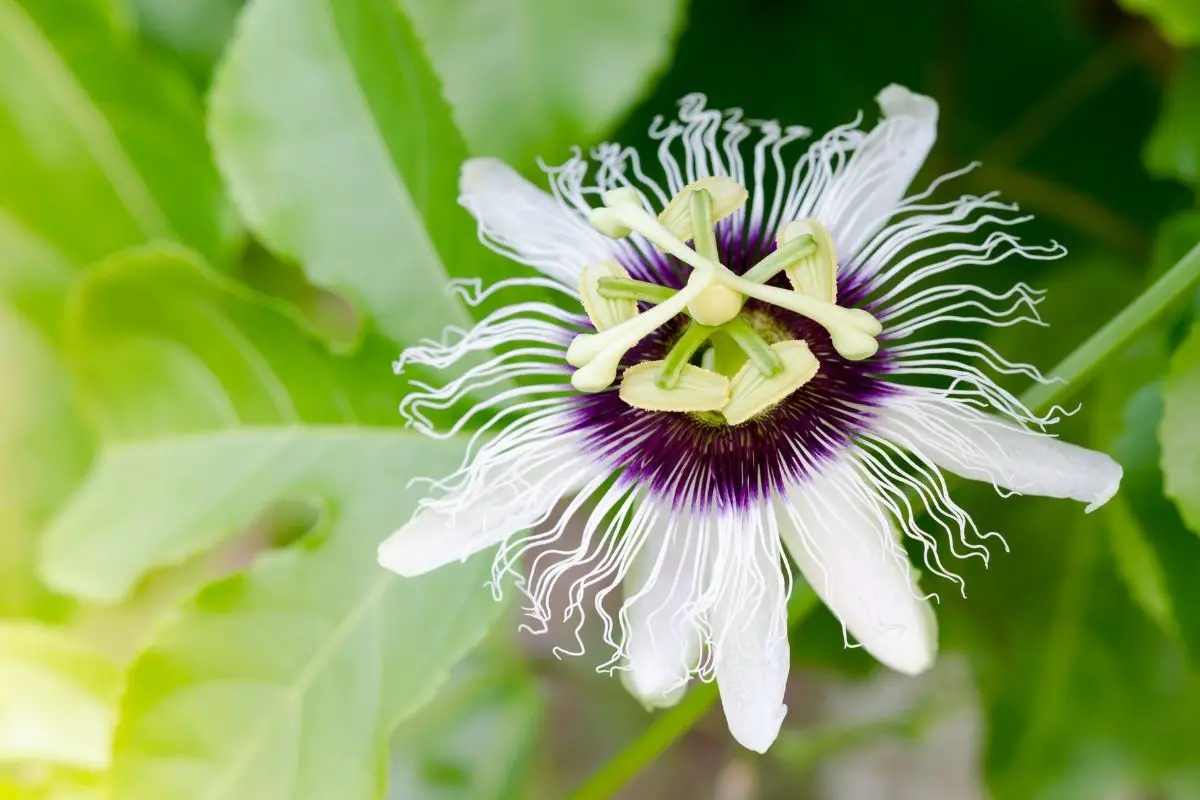Mexican Passion Flower (Passiflora Mexicana)