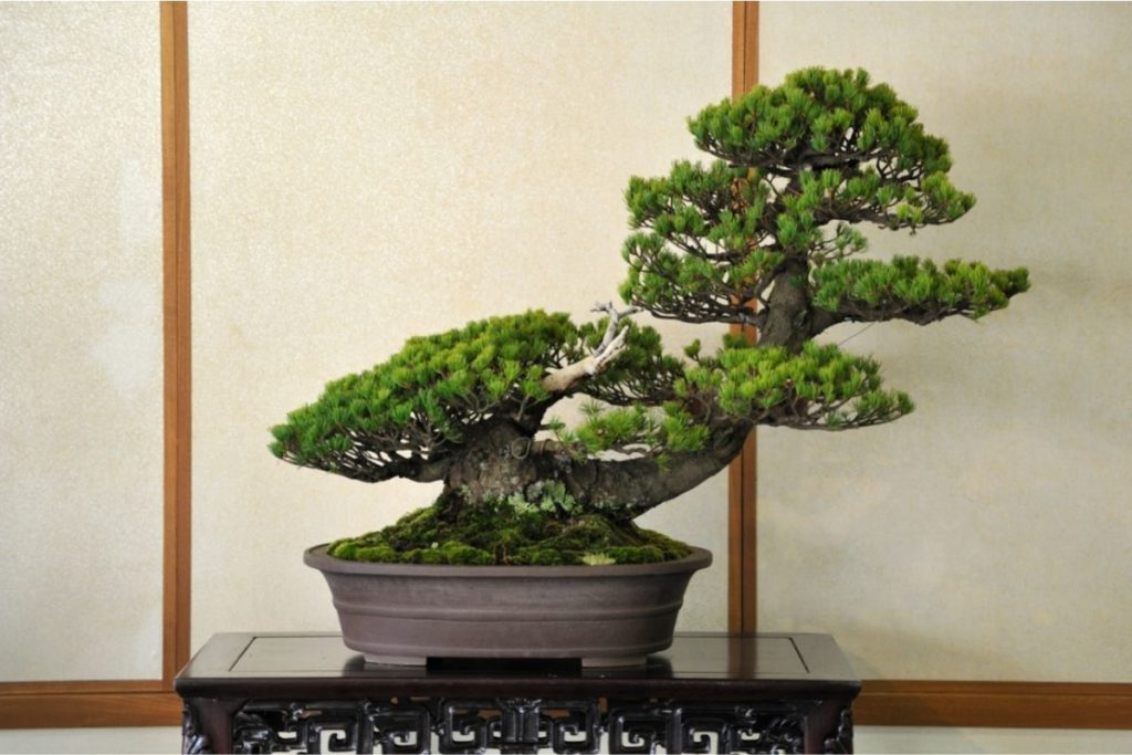 Miniature Pine Tree Jade Plant