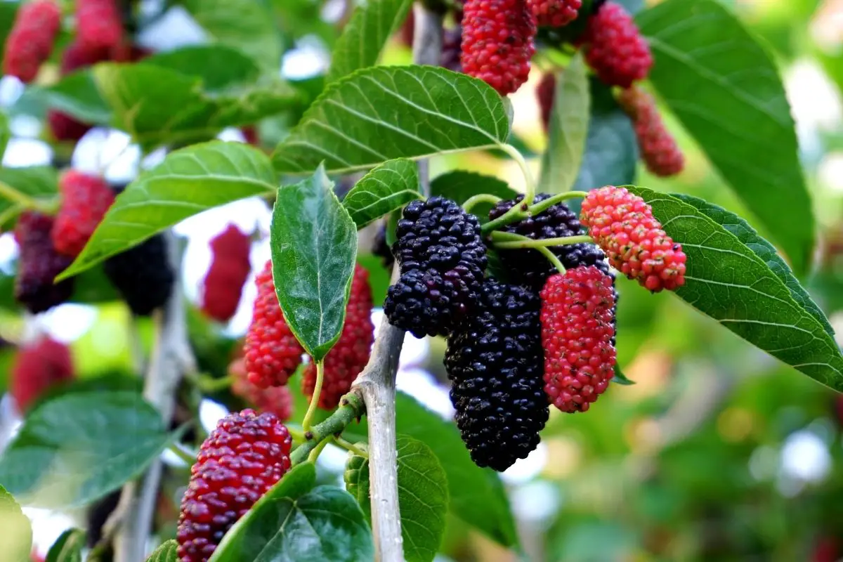 Mulberry Fruits