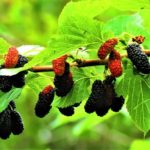 4 Mouthwatering Mulberry Fruits (With Pictures)