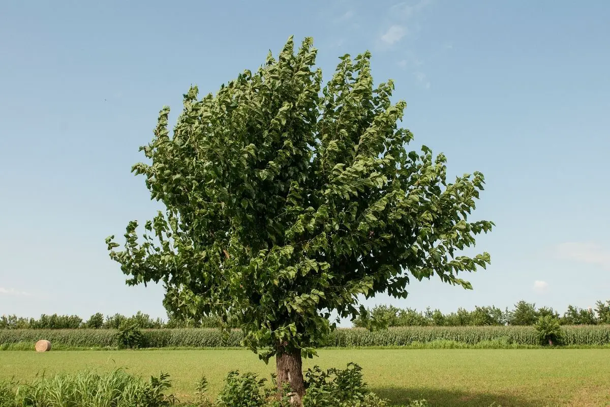 Mulberry Tree (Morus Genus) 