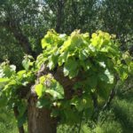 19 Different Types Of Mulberry Trees (With Pictures)