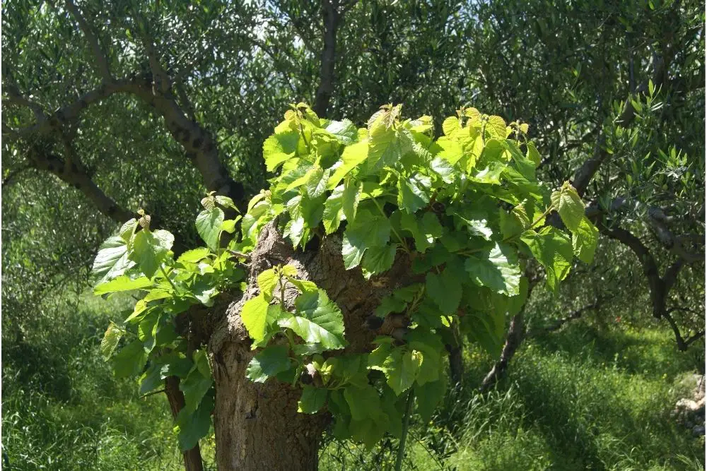 19 Different Types Of Mulberry Trees (With Pictures)