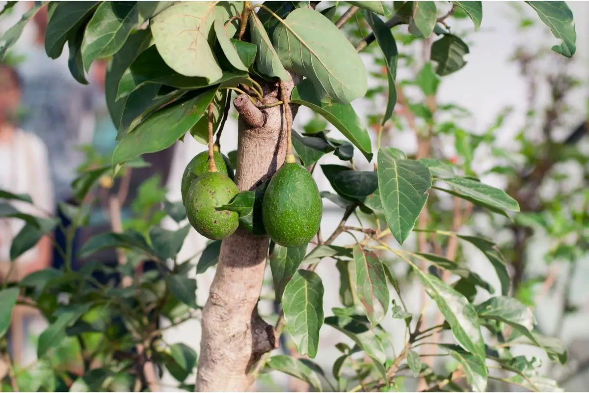 Naranjo Avocado Tree