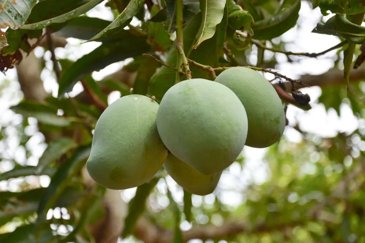 Neelam Mango Tree 