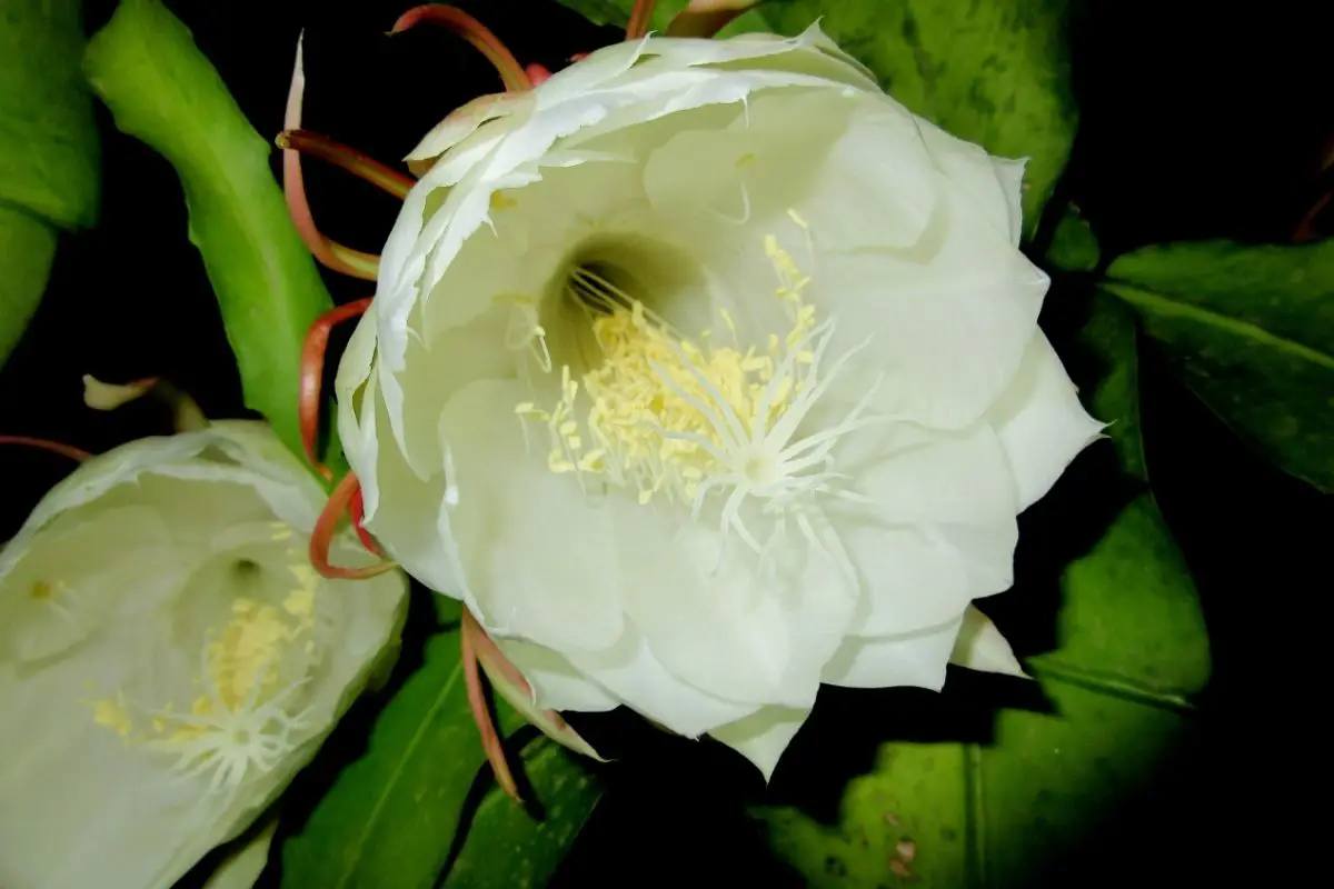 Night-Blooming Cereus, Queen Of The Night
