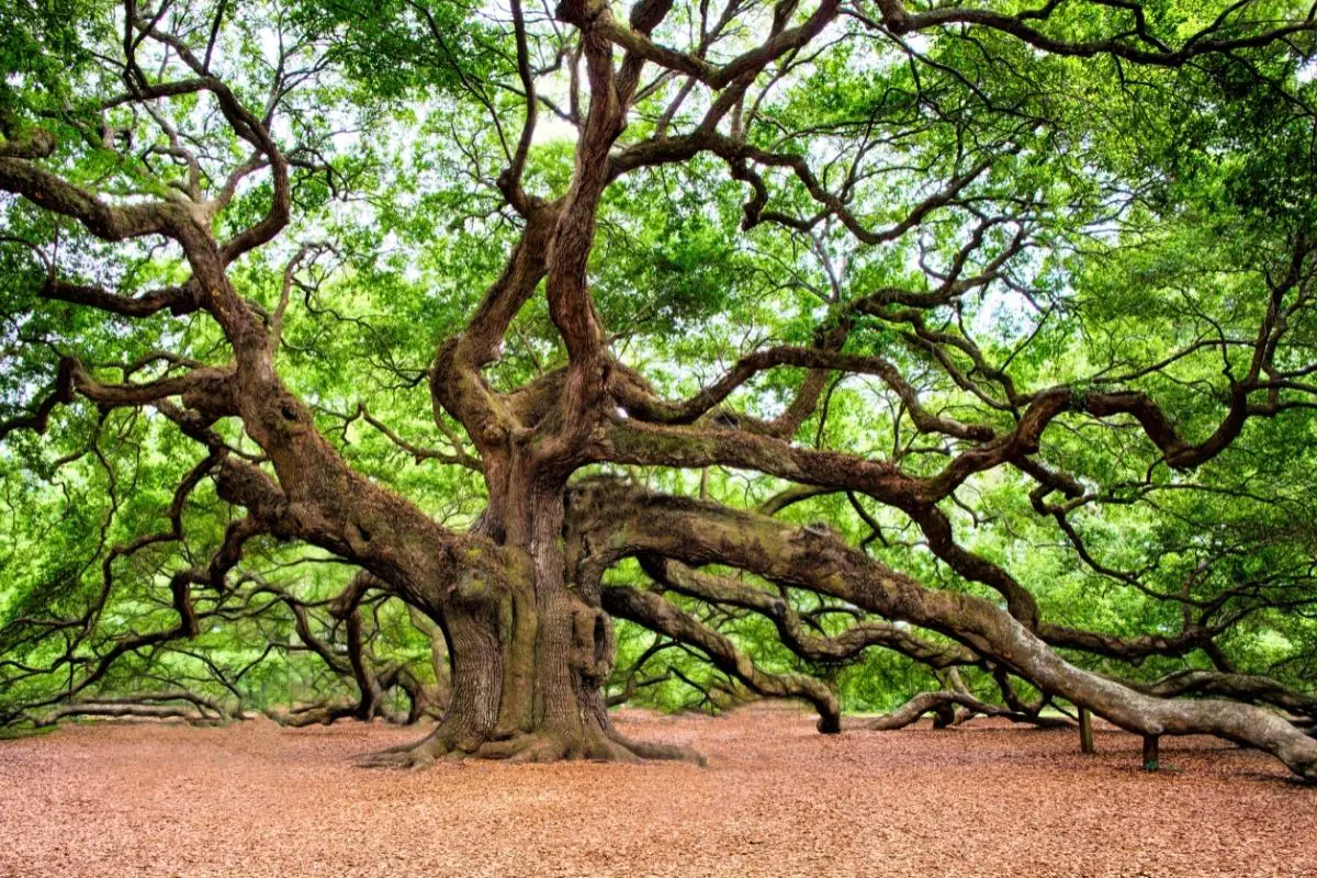 Oak Tree (Quercus Genus)