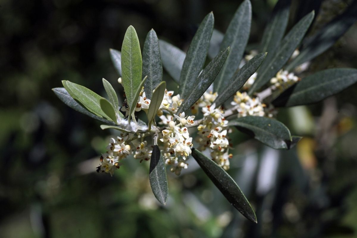 Olive (Olea Europaea)