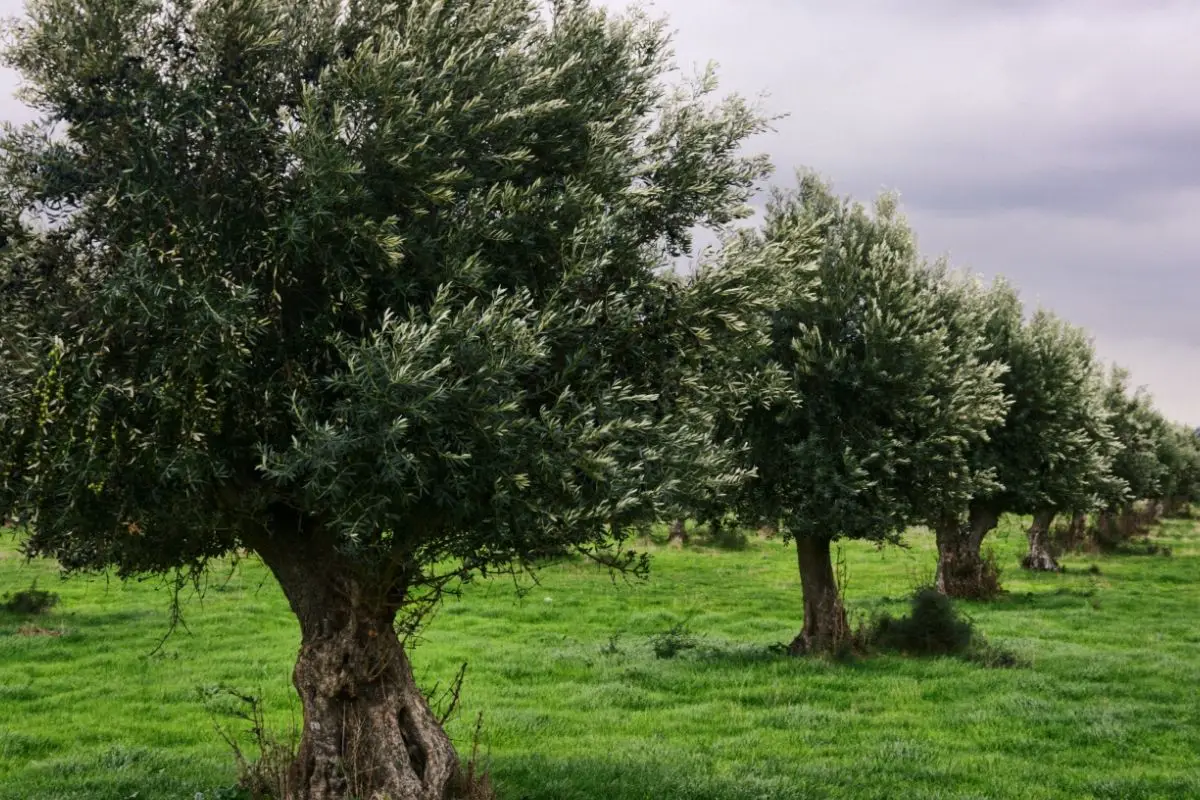 Olive Tree (Olea Genus) 