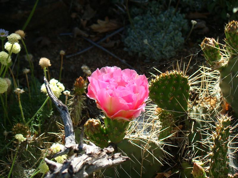 Opuntia polyacantha pink cactus
