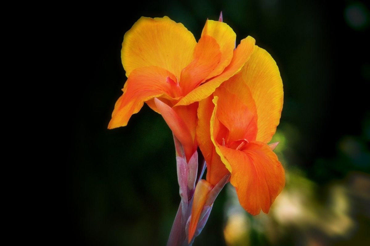 Orange Canna Lilies 