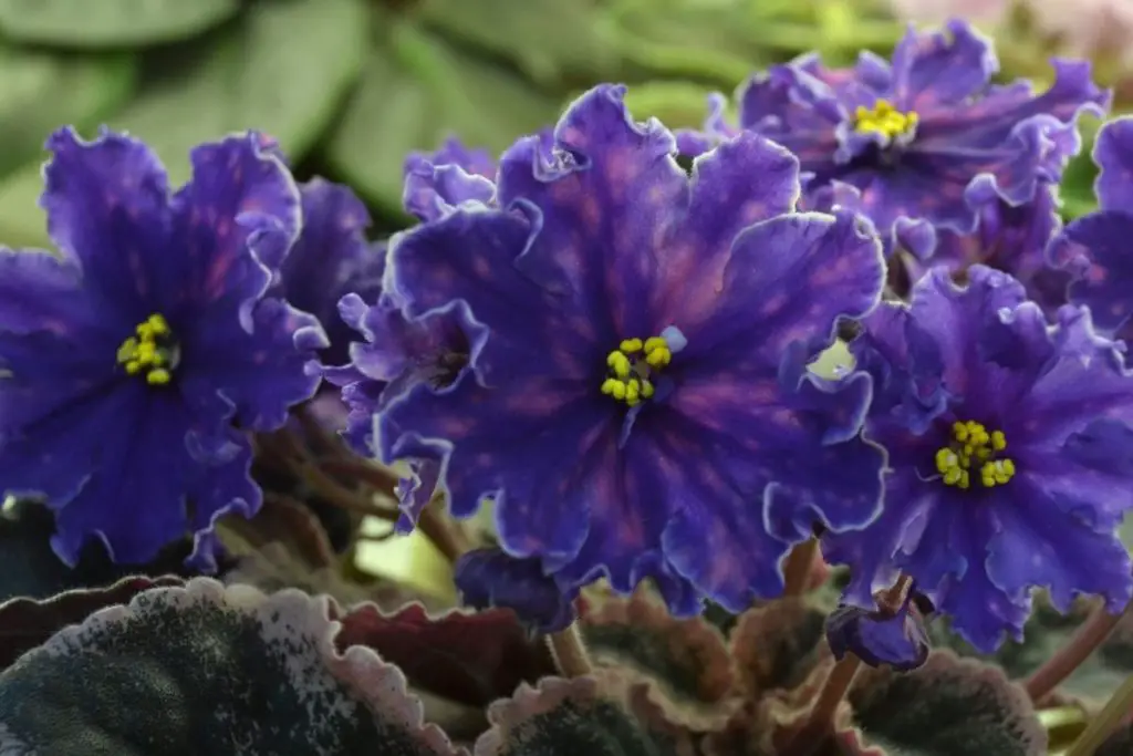 Peacock African Violet  