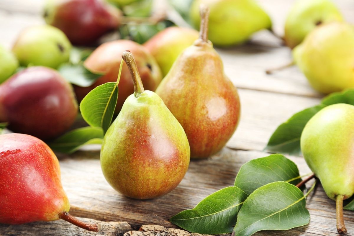 Pear Fruits That Start With P