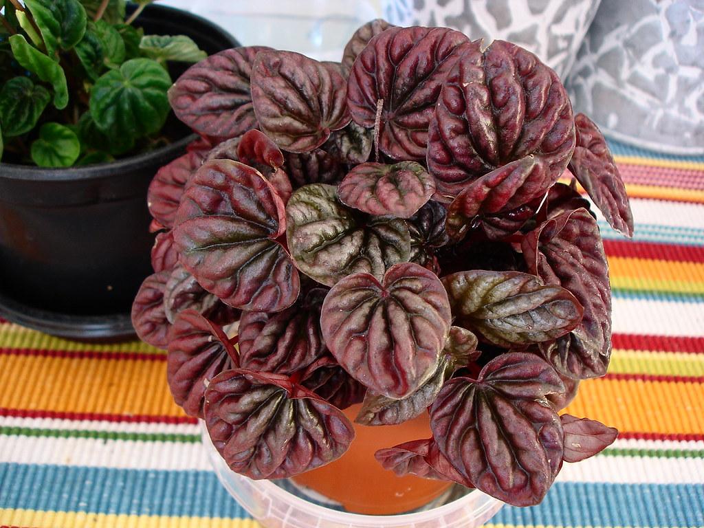 Peperomia schumi Red succulents
