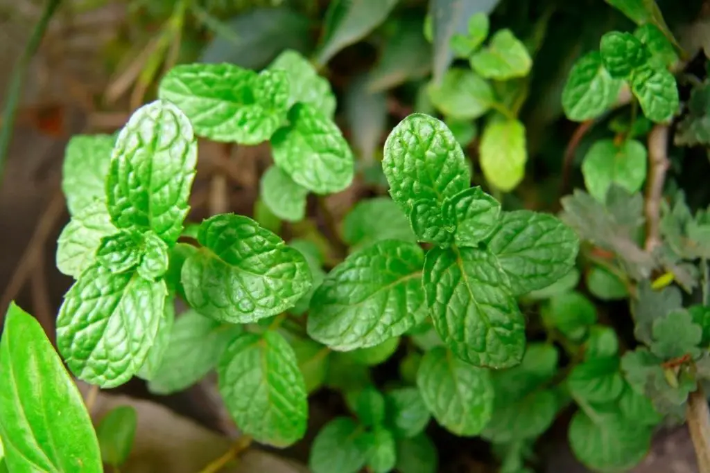 Peppermint Lime Green Plants