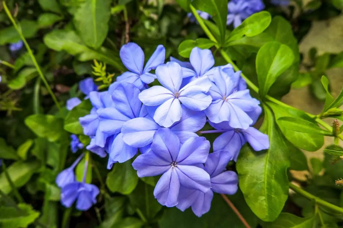 Periwinkle Blue Plants
