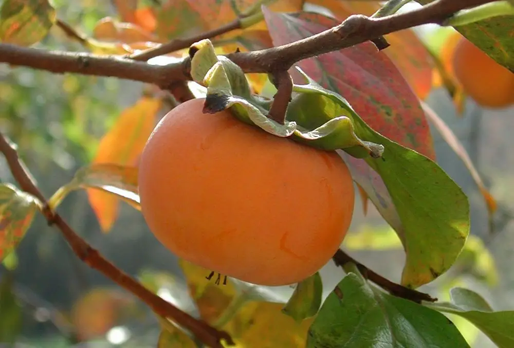 Persimmon Fruits