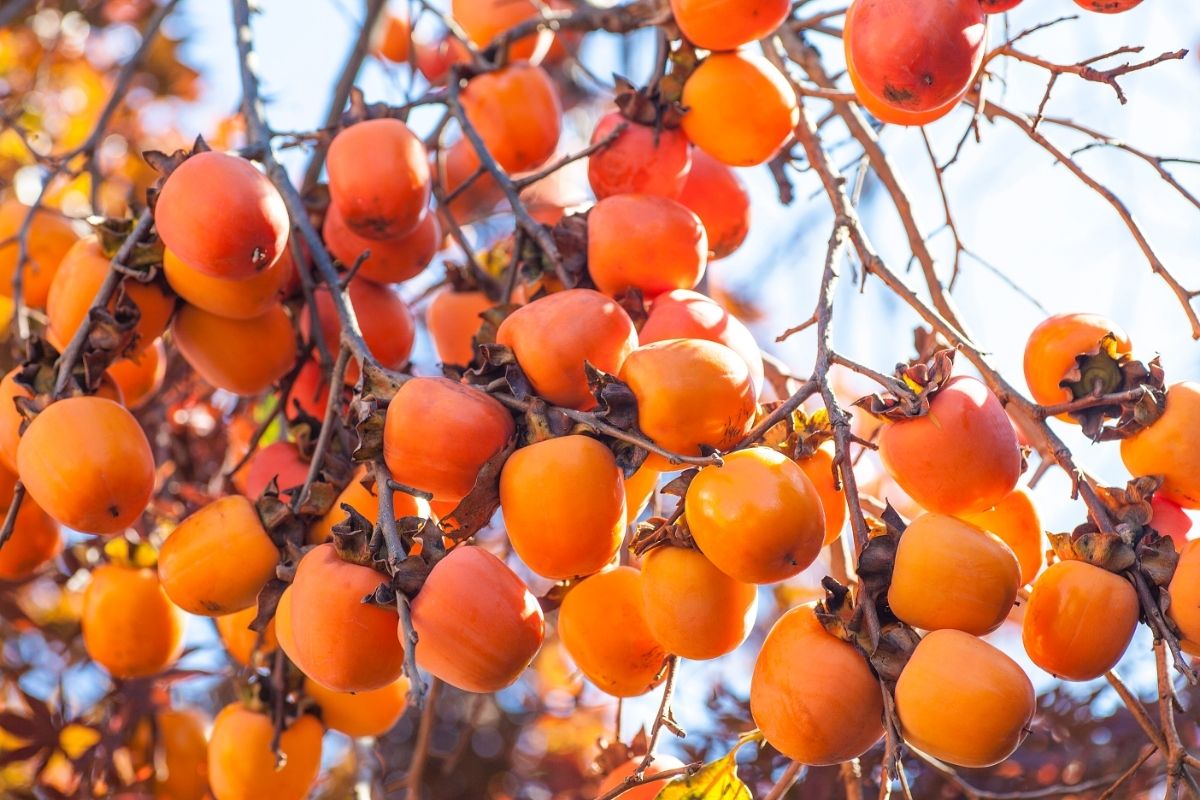 Persimmon Fruits That Start With P