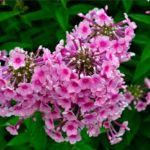 25 Pretty Phlox Plants (With Pictures)