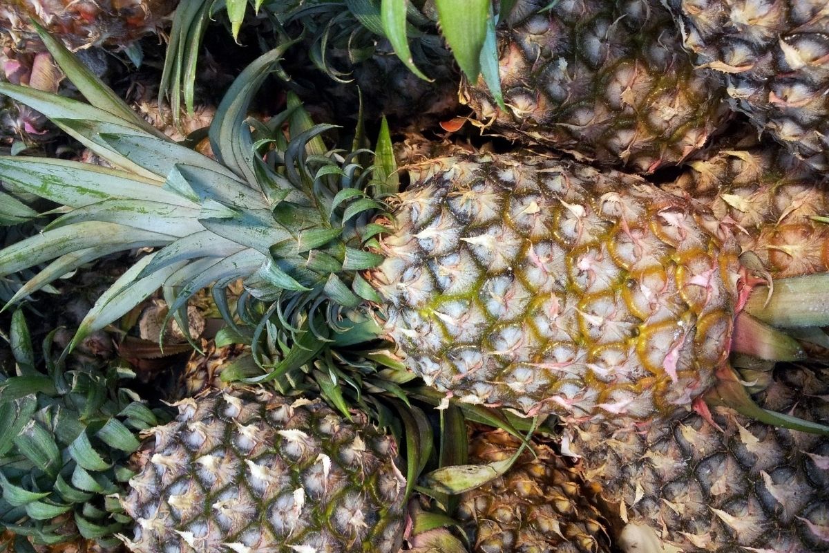 Pineapple Fruits That Start With P