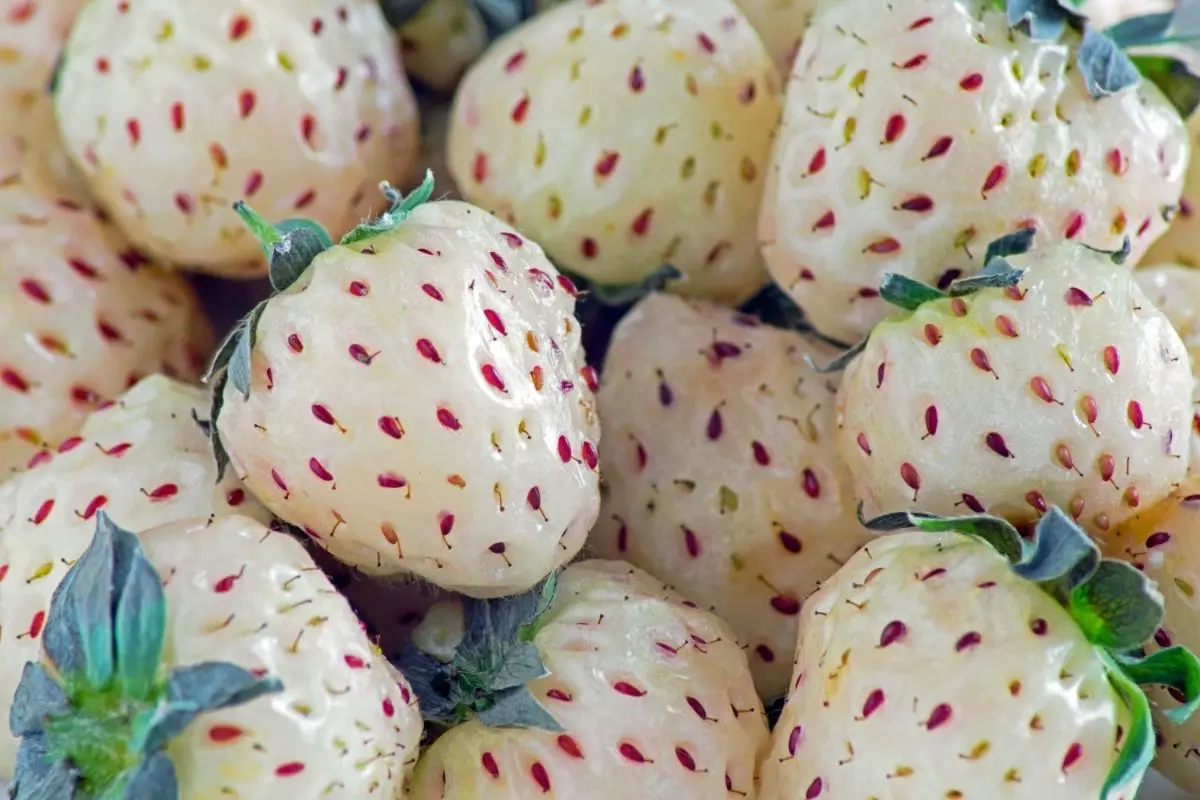 Pineberry Fruits That Start With P