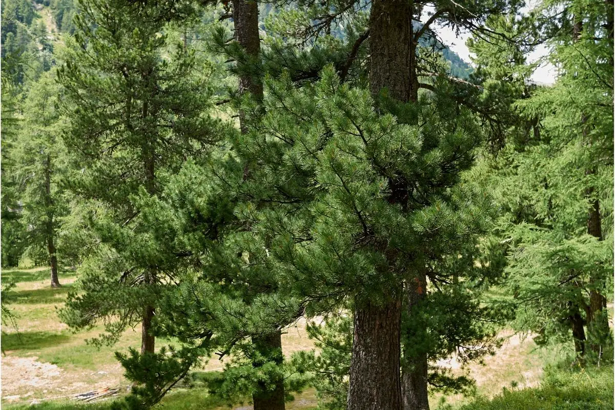 Pinus Cembra 