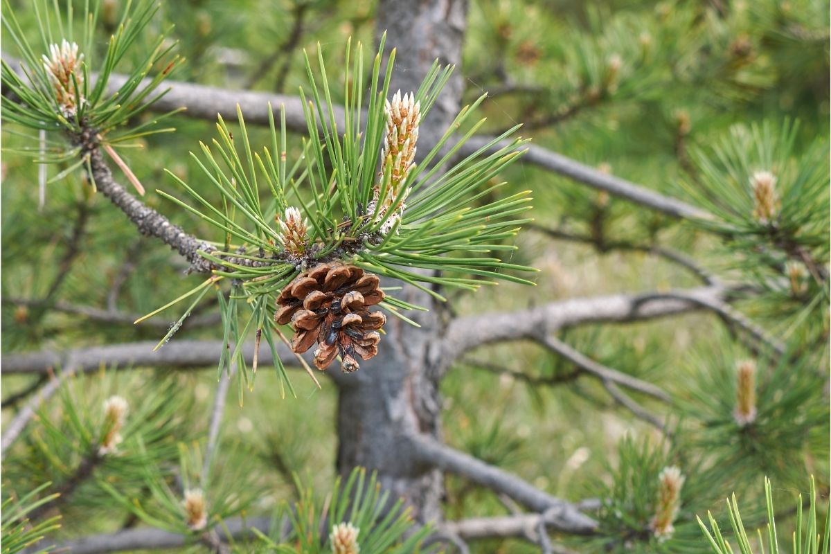 Pinus Nigra 