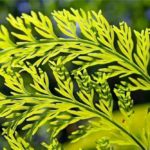 20 Lovely Plants That Start With R (Including Pictures)