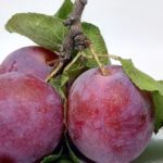 13 Delicious Plum Fruits (With Pictures)