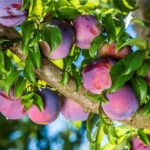 16 Perfect Plum Trees (With Pictures)
